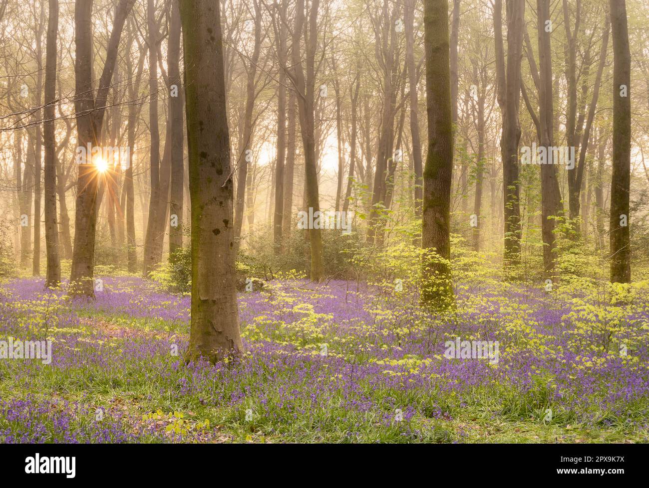 Sunstar in boschi di Bluebell Foto Stock