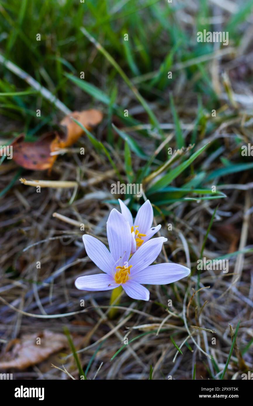 Colchicum alpinum, il croco autunnale alpino, Appennini, Italia. Foto di alta qualità Foto Stock