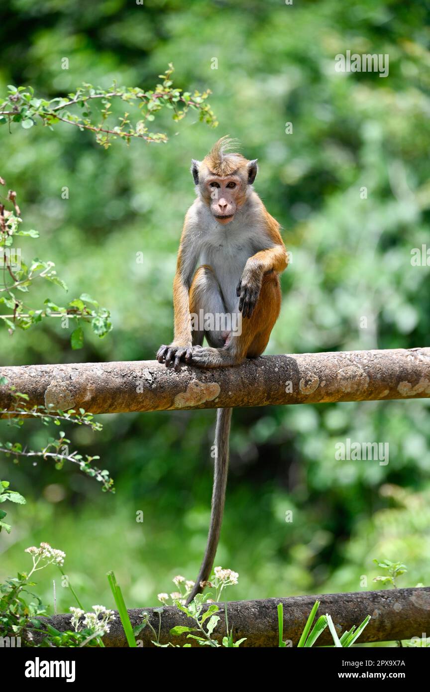 Primate della natura: Incredibile istantanea di una scimmia dello Sri Lanka Foto Stock
