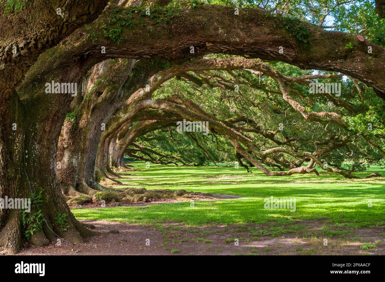 Storica Oak Alley Plantation a Vacherie, Louisiana Foto Stock