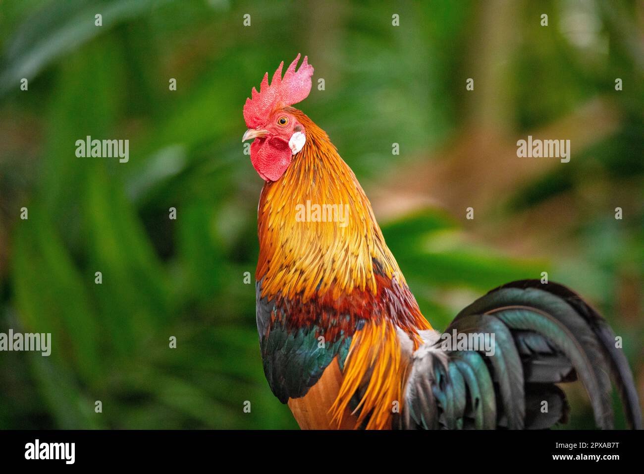 Un gallo rosso in un'abitazione pubblica lungo il fiume, Singapore Foto Stock