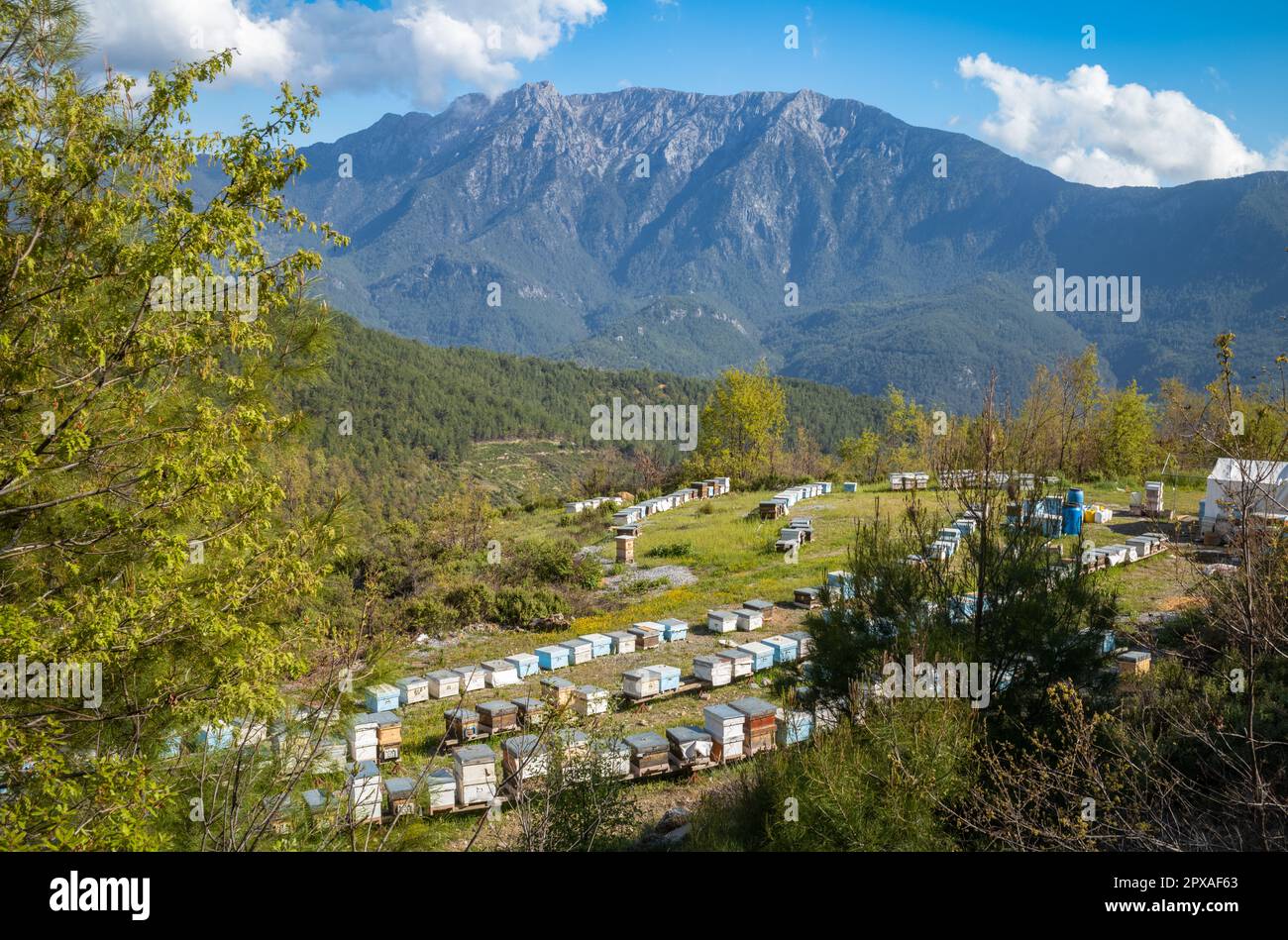 Decine di alveari accuratamente disposti su una piccola area di terreno pianeggiante con montagne dietro per mostrare la fiorente industria apicola vicino al villaggio Foto Stock