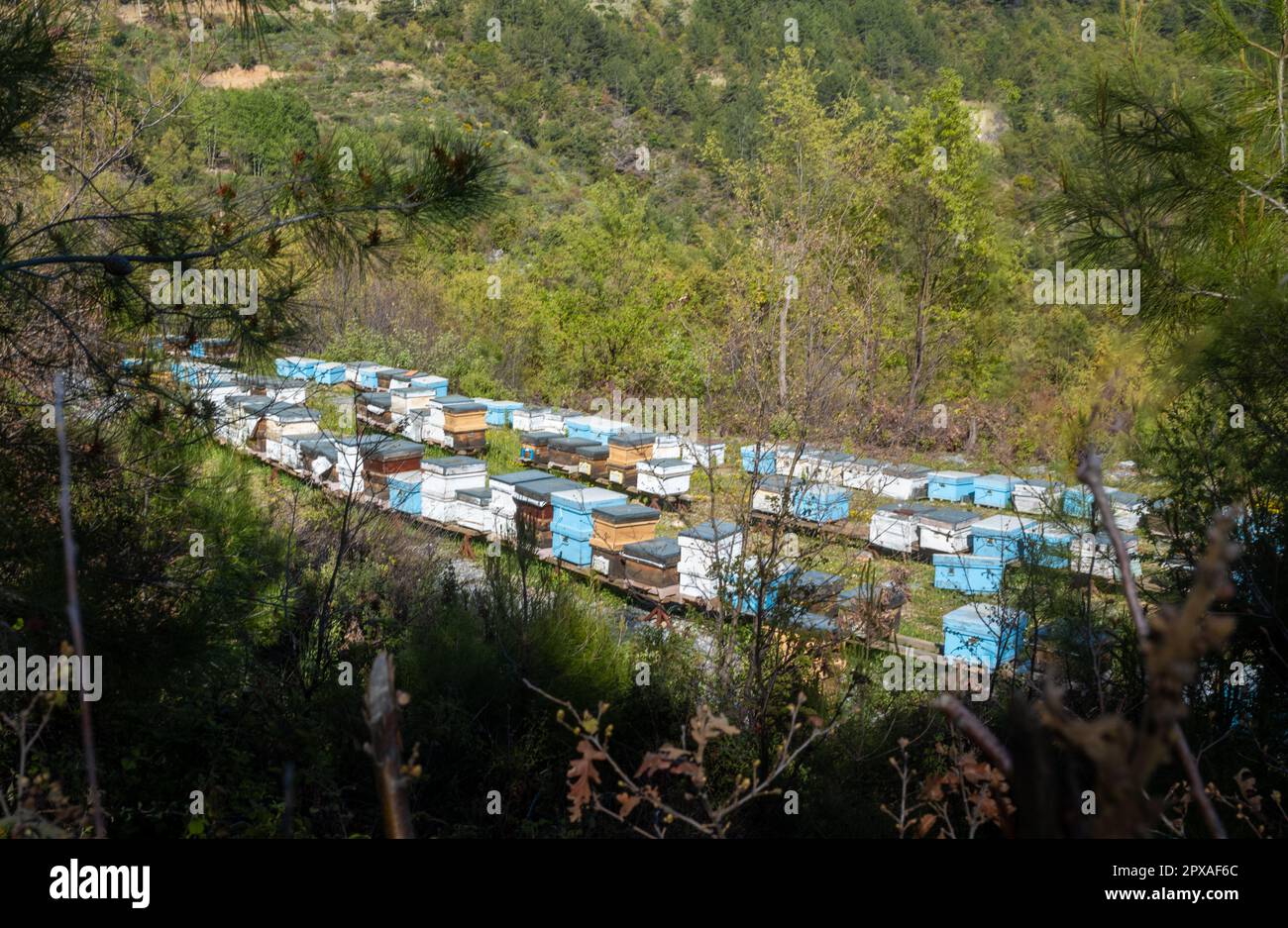 Decine di alveari accuratamente disposti su una piccola area di terreno pianeggiante per mostrare la fiorente industria apicola vicino al villaggio di Uğurlu nel Taur Foto Stock
