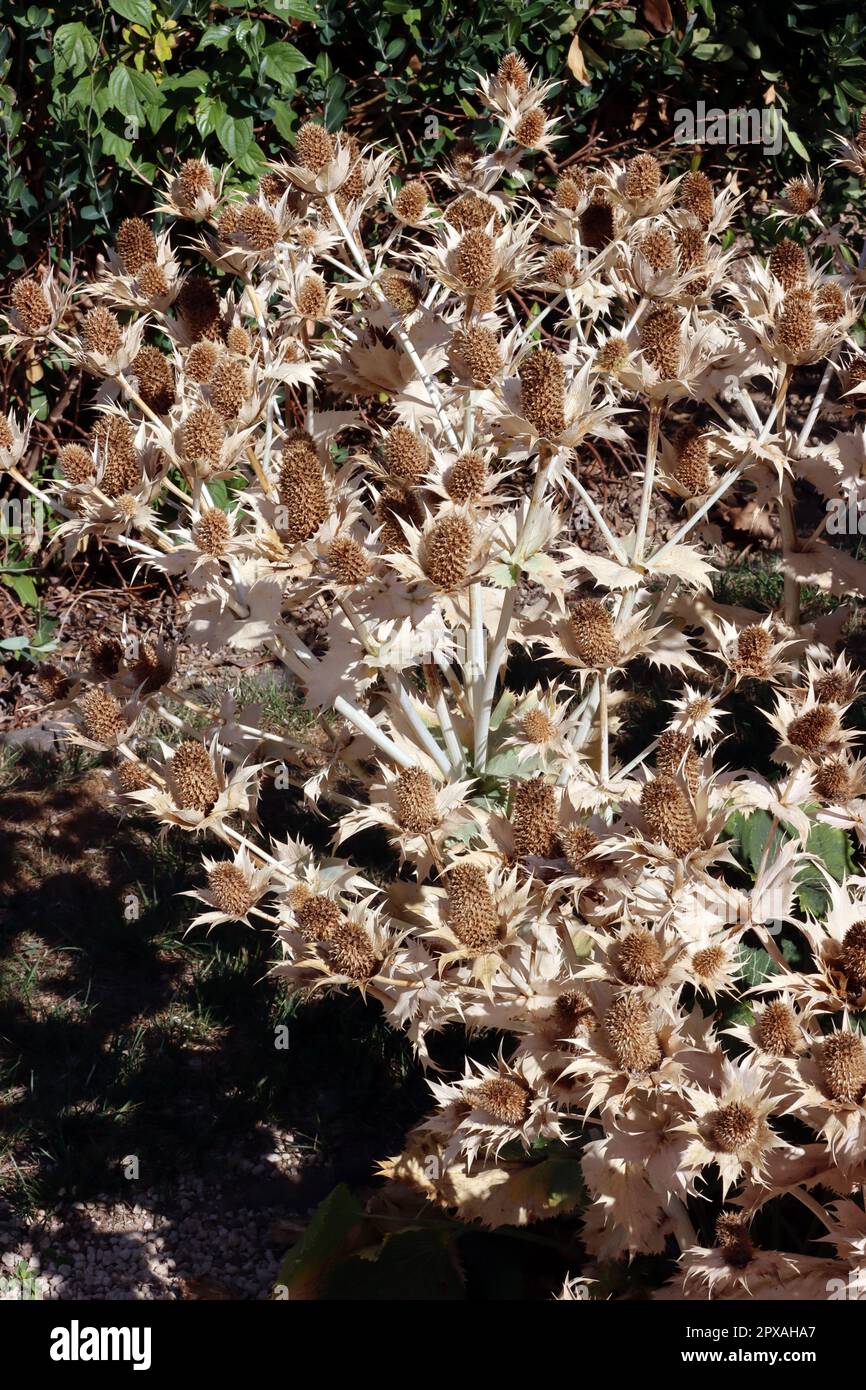 Vertrockneter Elfenbein-Mannstreu (Eryngium giganteum) im Botanischen Garten, auch Riesen-Mannstreu und Elfenbeindistel, Nordrhein-Westfalen, Deutschl Foto Stock