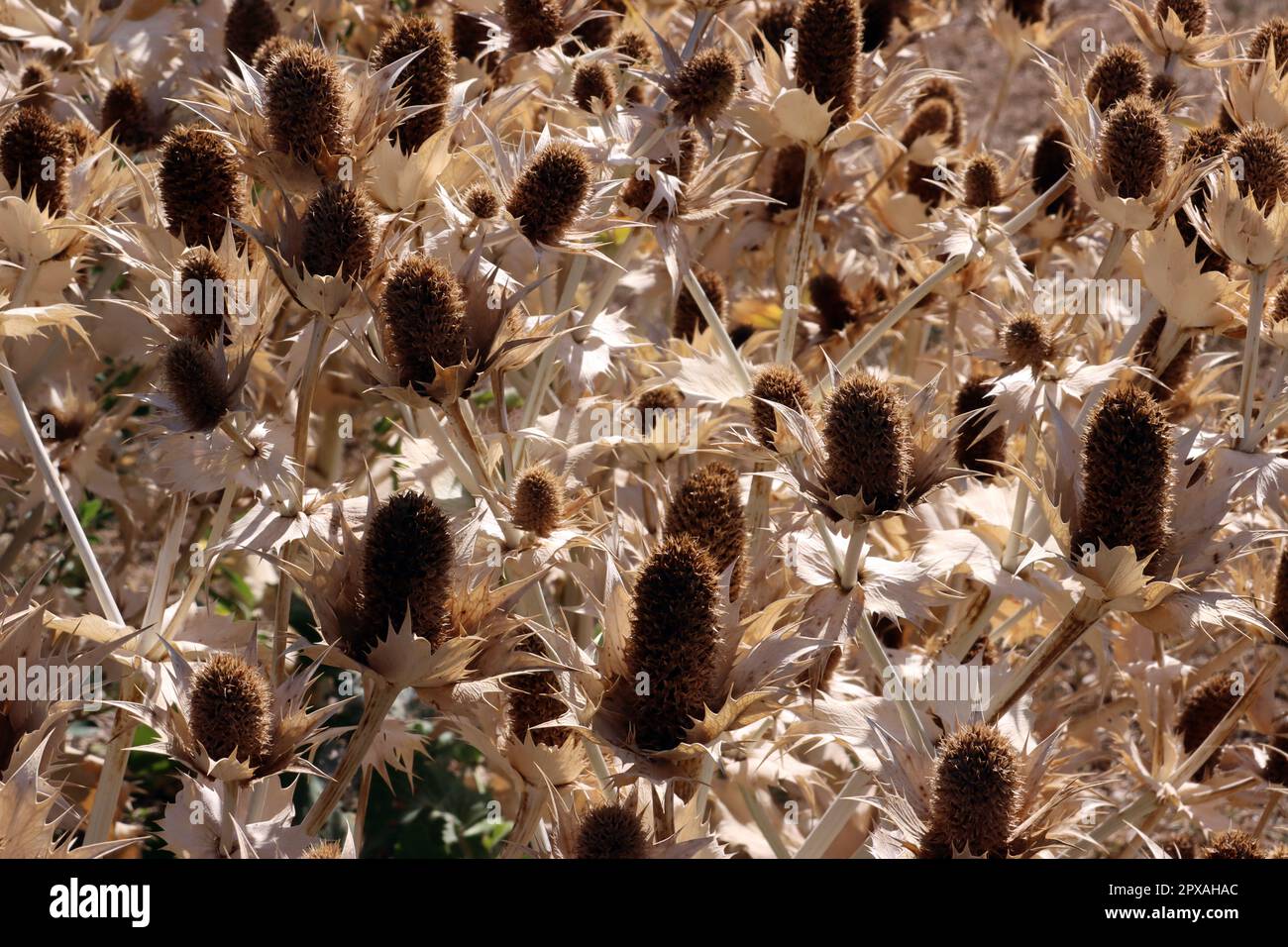 Vertrockneter Elfenbein-Mannstreu (Eryngium giganteum) im Botanischen Garten, auch Riesen-Mannstreu und Elfenbeindistel, Nordrhein-Westfalen, Deutschl Foto Stock