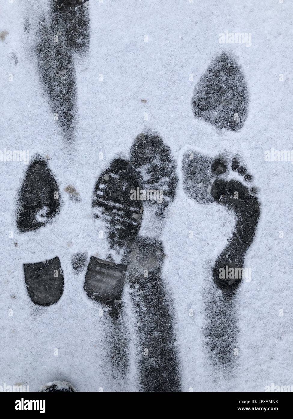 impronte dei piedi umani sulla neve bianca Foto Stock
