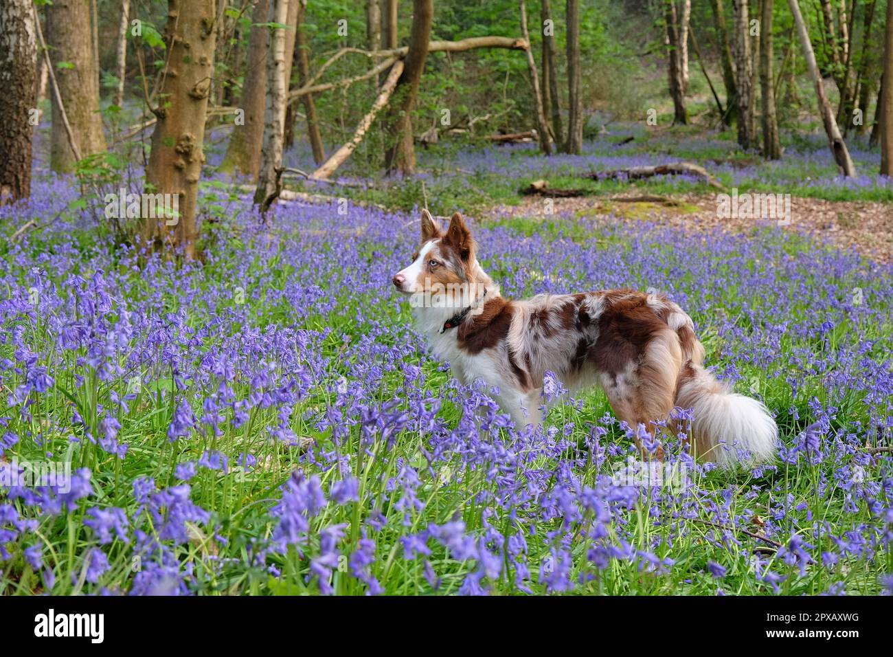 Un collie rosso di confine merle di tre colori sorgeva in boschi di Bluebell, Surrey, Regno Unito. Foto Stock