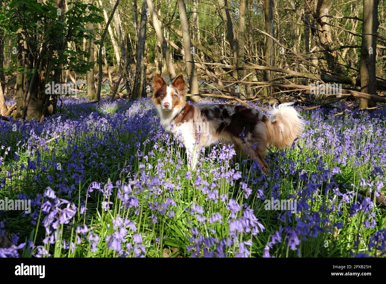 Un collie rosso di confine merle di tre colori sorgeva in boschi di Bluebell, Surrey, Regno Unito. Foto Stock