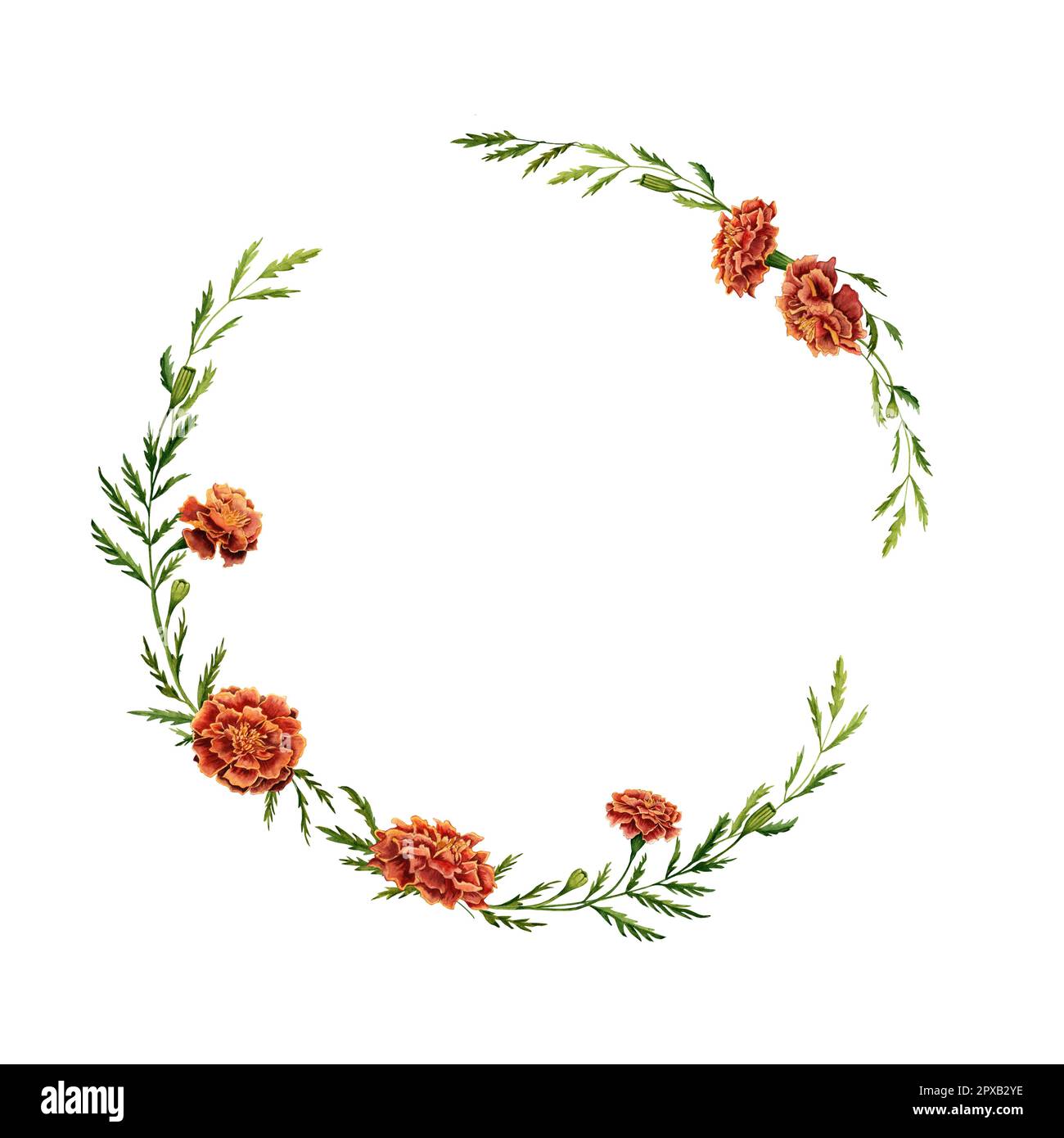 Acquerello illustrazione floreale della corona con i fiori del marigold e le foglie verdi. Foto Stock