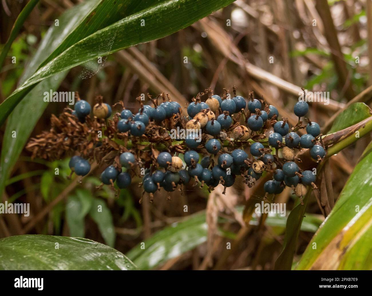 Bacche blu di zenzero nativo australiano, Alpinia Caerulea che cresce nel sottobosco della foresta pluviale subtropicale nel Queensland. Bush Tucker (commestibile) Foto Stock