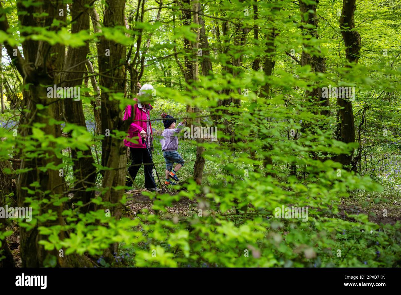 Nonna camminando in legno di Bluebell con nipote e confine collie percorso tra bluebells Foto Stock