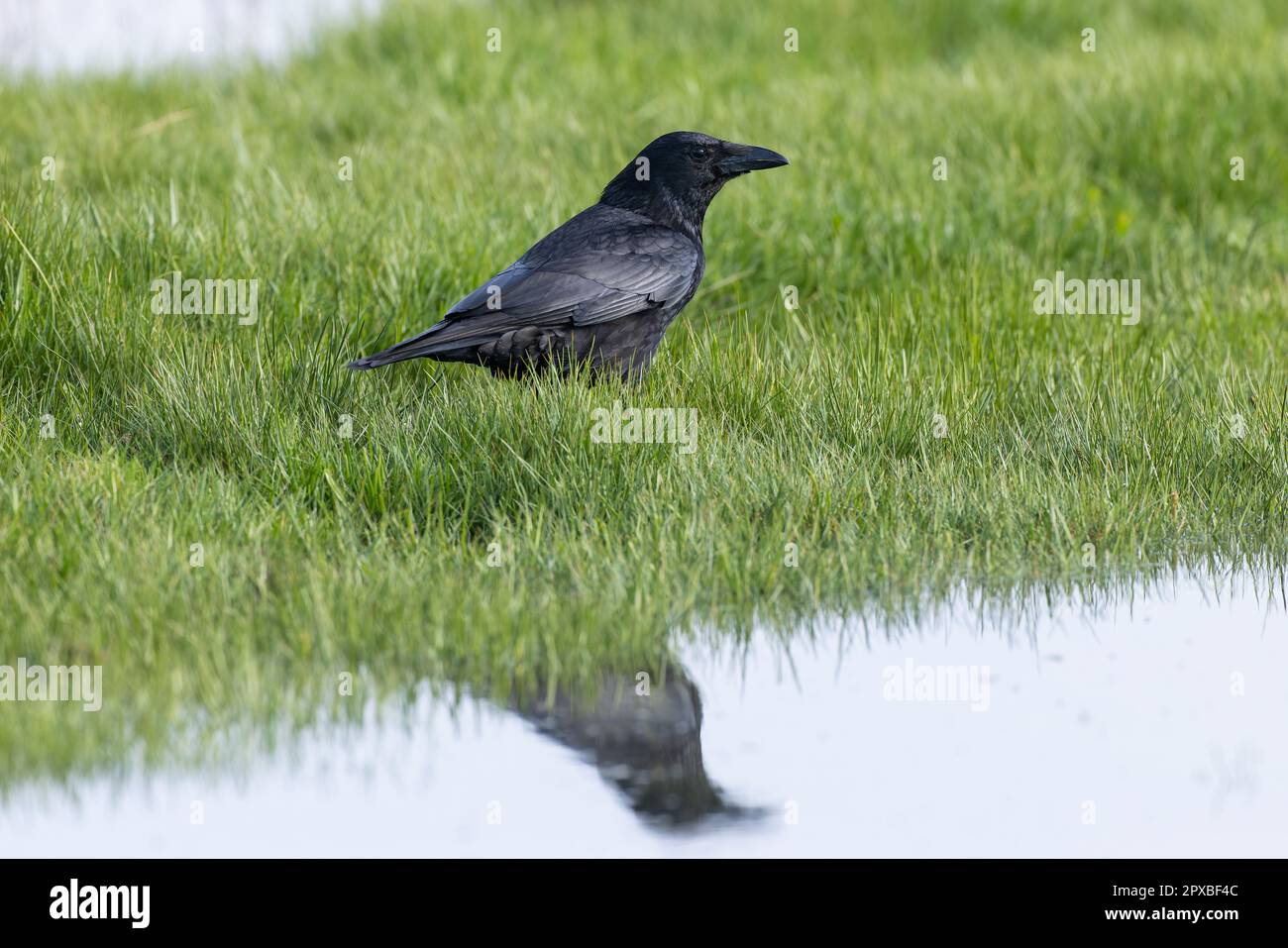 Carrion Crow in un prato d'acqua Foto Stock