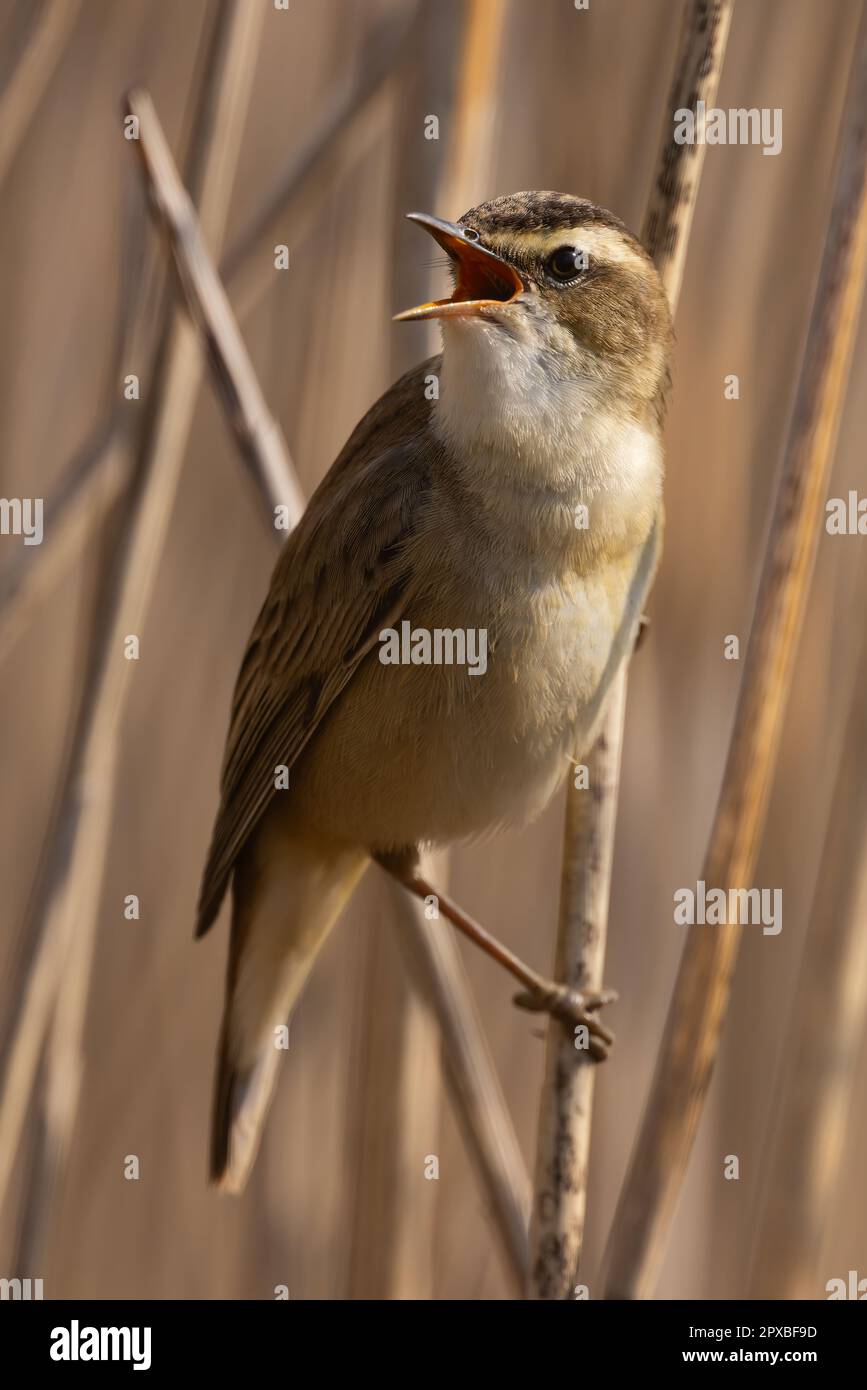 Sedge Warbler cantare in un letto di canna Foto Stock