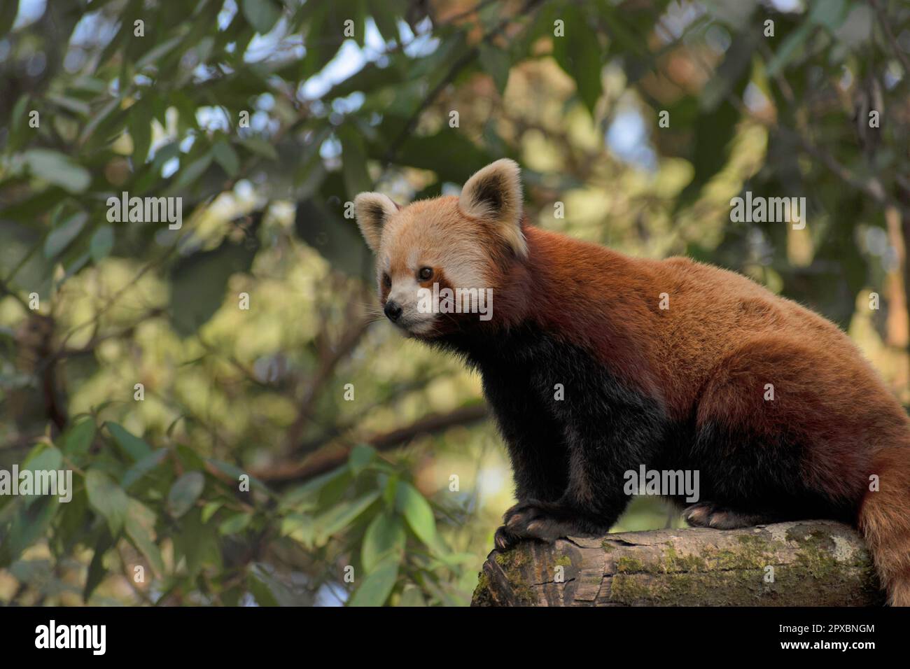 Il panda rosso, Ailurus fulgens, noto anche come panda minore, è un piccolo mammifero nativo dell'Himalaya orientale e della Cina sudoccidentale Foto Stock