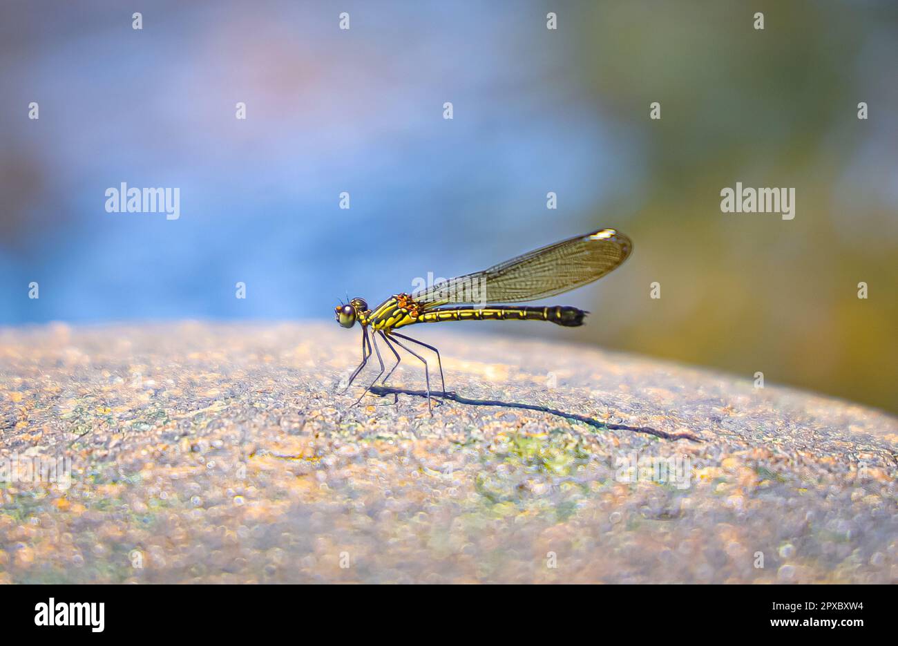DRAGON FLY Foto Stock