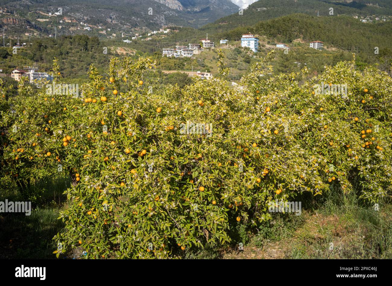 Aranci carichi di frutta crescono ai piedi delle montagne del Toro (Toros) vicino ad Alanya nella provincia di Antalya, Turchia (Turkiye) per mostrare il Foto Stock