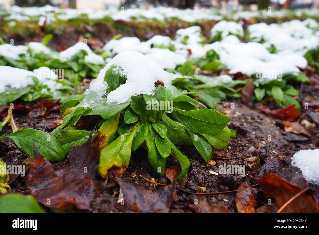 Pianta verde coltivata con foglie sotto neve fresca bianca. Nevicate nella aiuola. fiori in giardino resistenti al gelo e al freddo. Primo Foto Stock