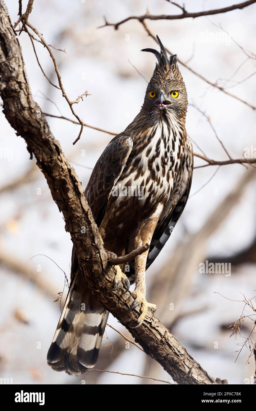 Crested Hawk Eagle, Nisaetus cirrhatus, Panna, Madhya Pradesh, India Foto Stock