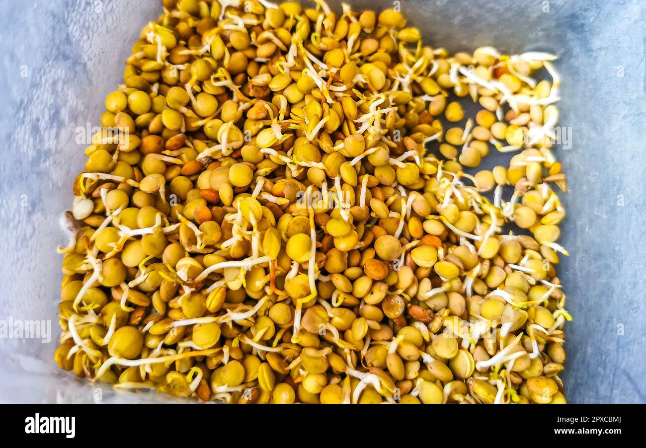 Delizioso piatto di lenticchie stufato di lenticchie con fagioli verdure cetrioli pomodori cipolle e carote su tavola di legno marrone Hin a Playa del Carmen Messico. Foto Stock