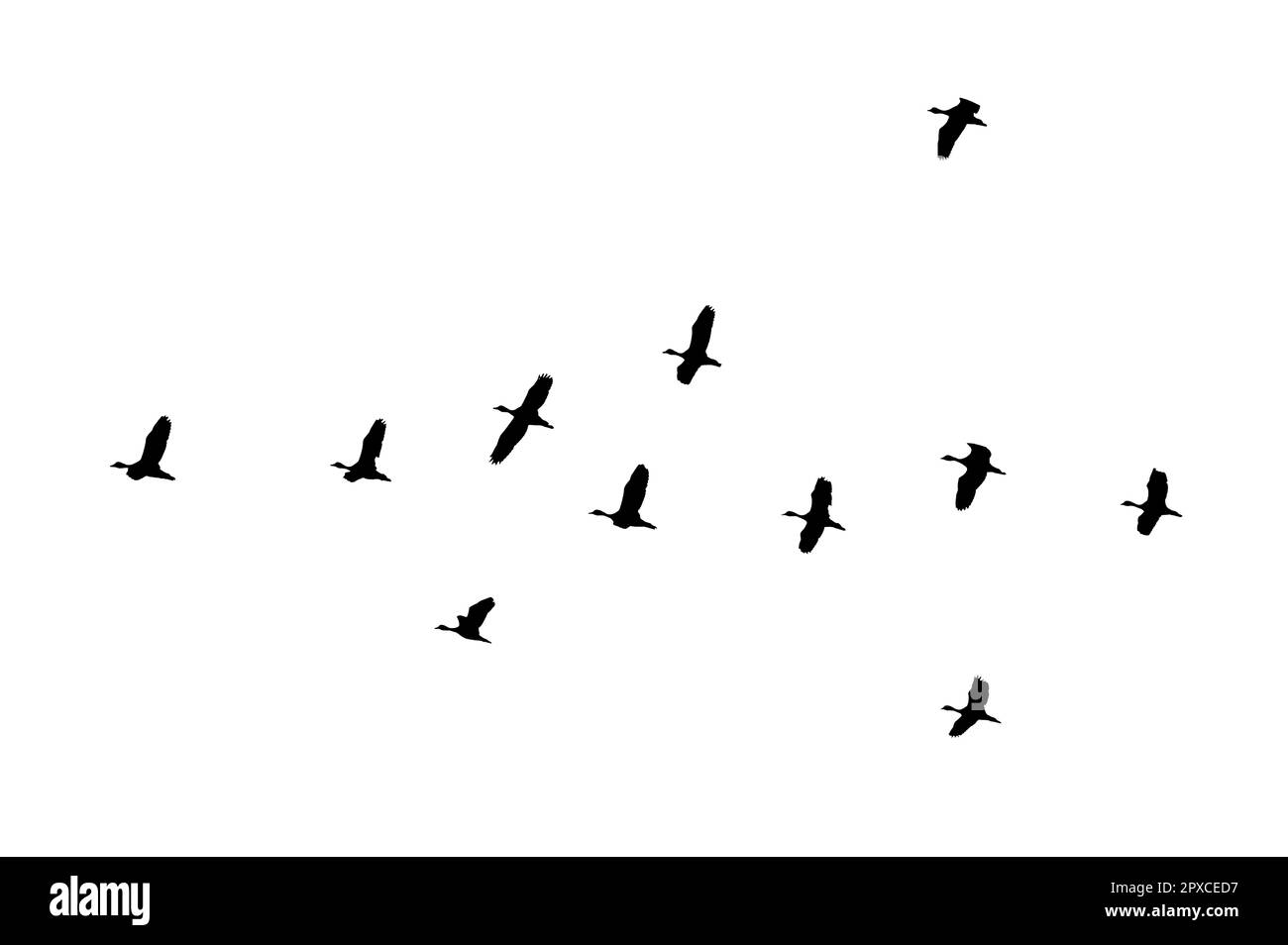 flock di uccelli controluce isolato Foto Stock