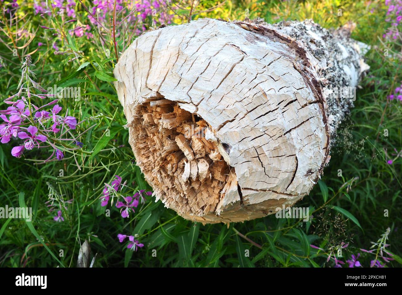 Un albero gnawed da un castoro. Corteccia danneggiata e legno. Il lavoro di un castoro per la costruzione di una diga. Bioma taiga. Caduta di betulla grande. Caccia e pesci Foto Stock