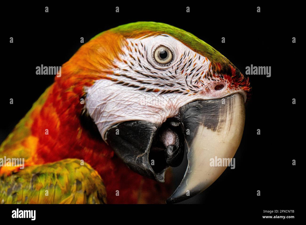 I macaws sono uno degli uccelli più colorati intorno. Sono belli e fanno animali domestici incredibili Foto Stock