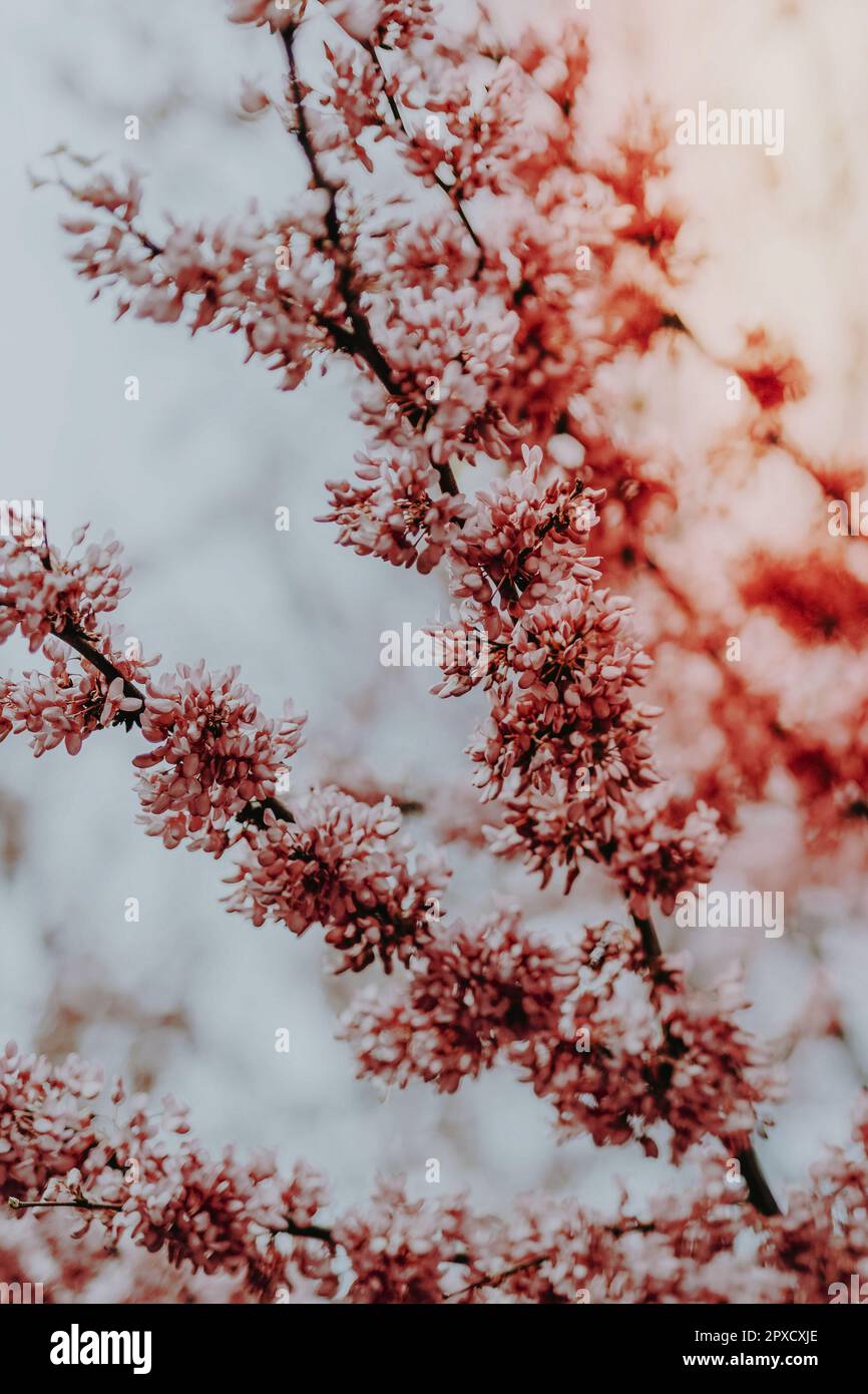 Bella fioritura di ciliegi nel parco Foto Stock