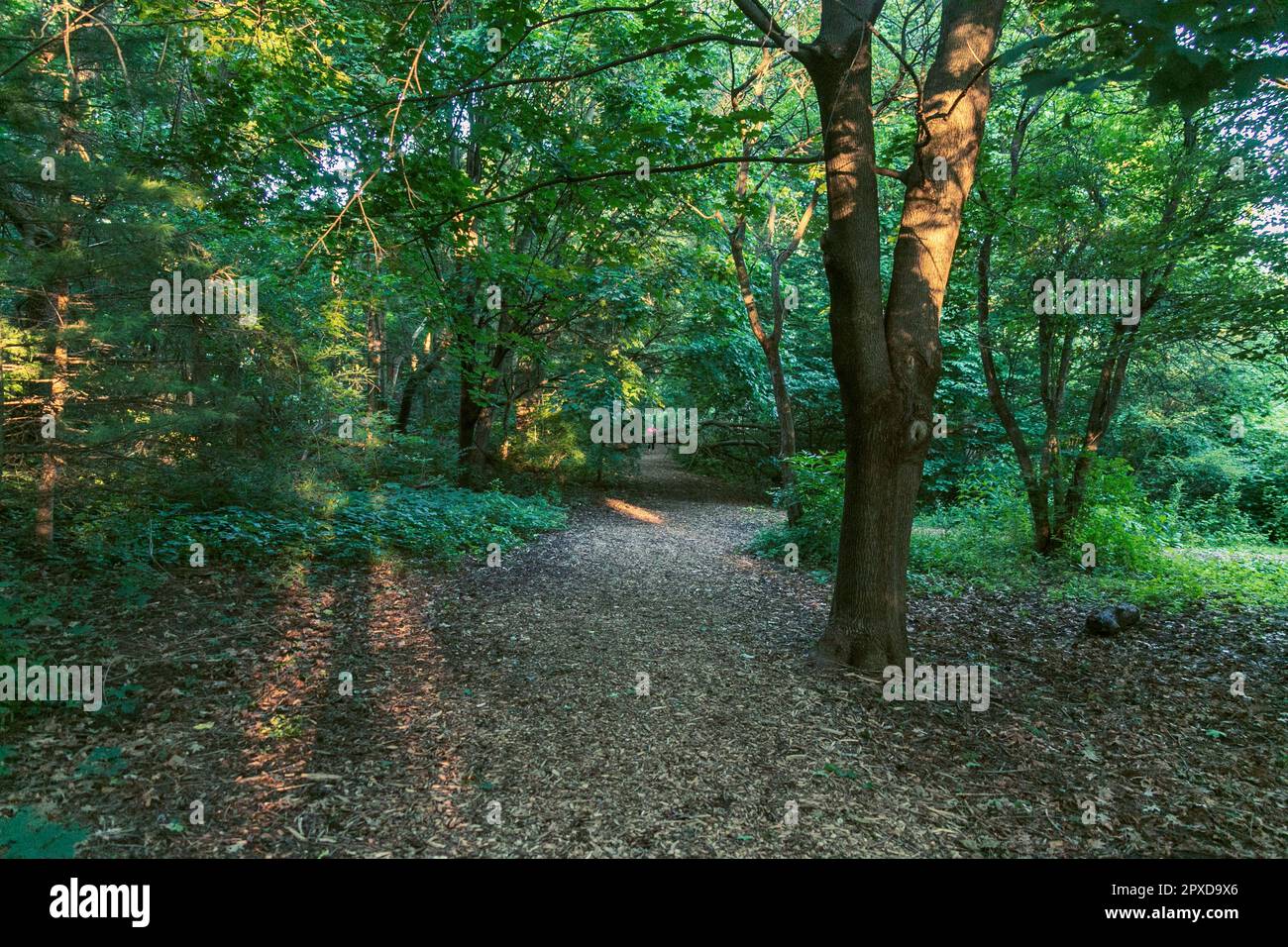 passeggiata mattutina, all'alba, su un sentiero per passeggiate nel parco cittadino Foto Stock