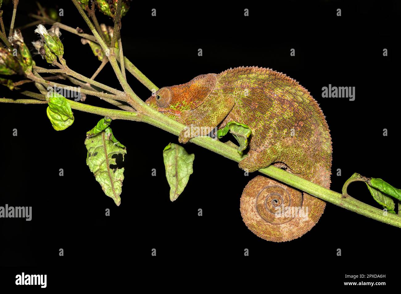 Calumma cripticum, comunemente noto come il camaleonte criptico o camaleonte blu, specie di camaleonte endemico, riserva Peyrieras Madagascar esotico Foto Stock