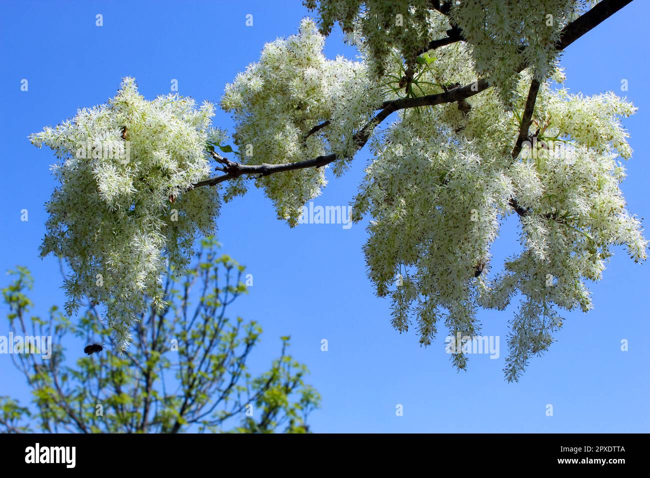 Fraxinus ornus, la cenere di manna o cenere fiorita del Sud Europa Foto Stock
