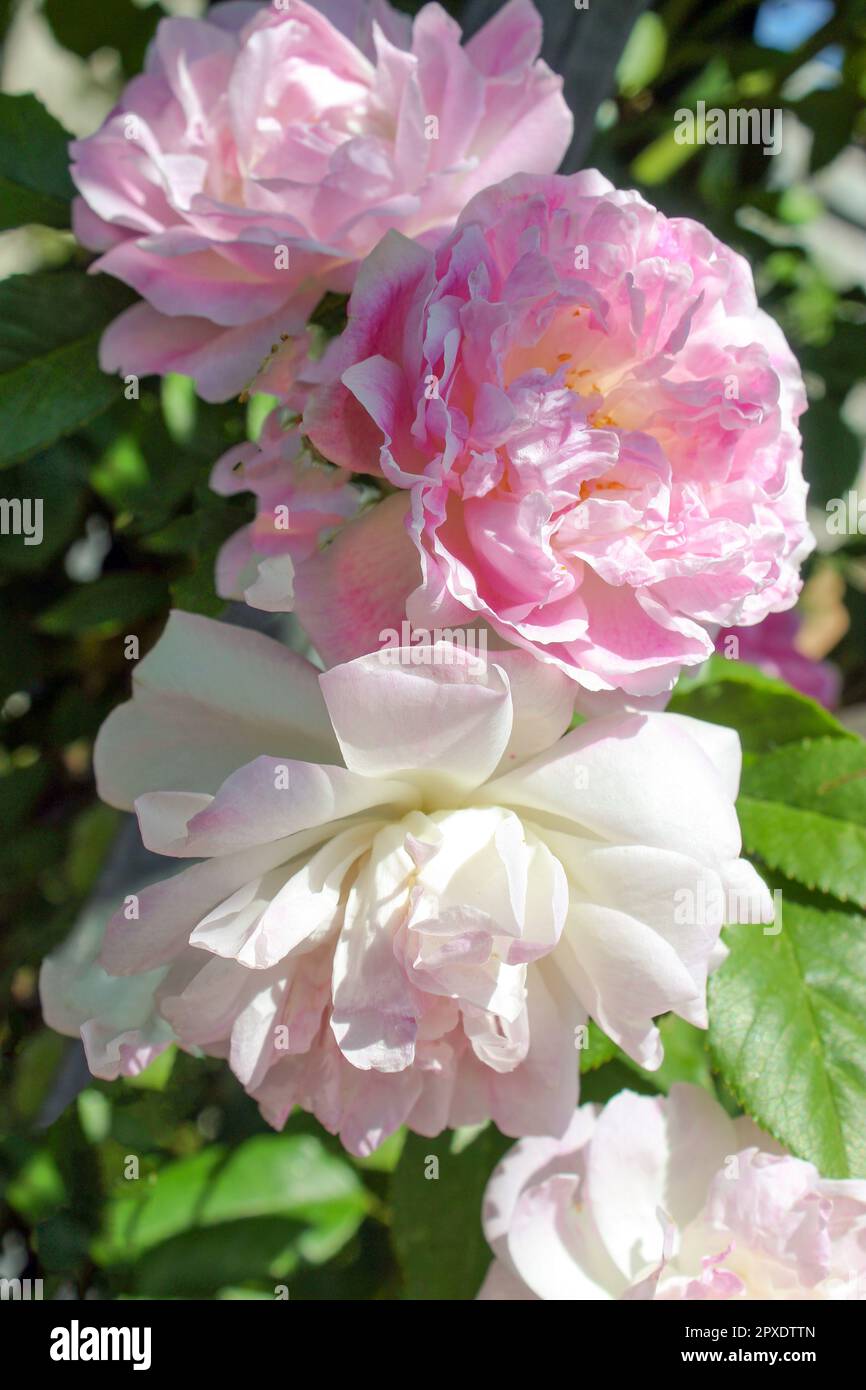 Rosa Grande Maid Blush, Rosa Bianca di york Foto Stock