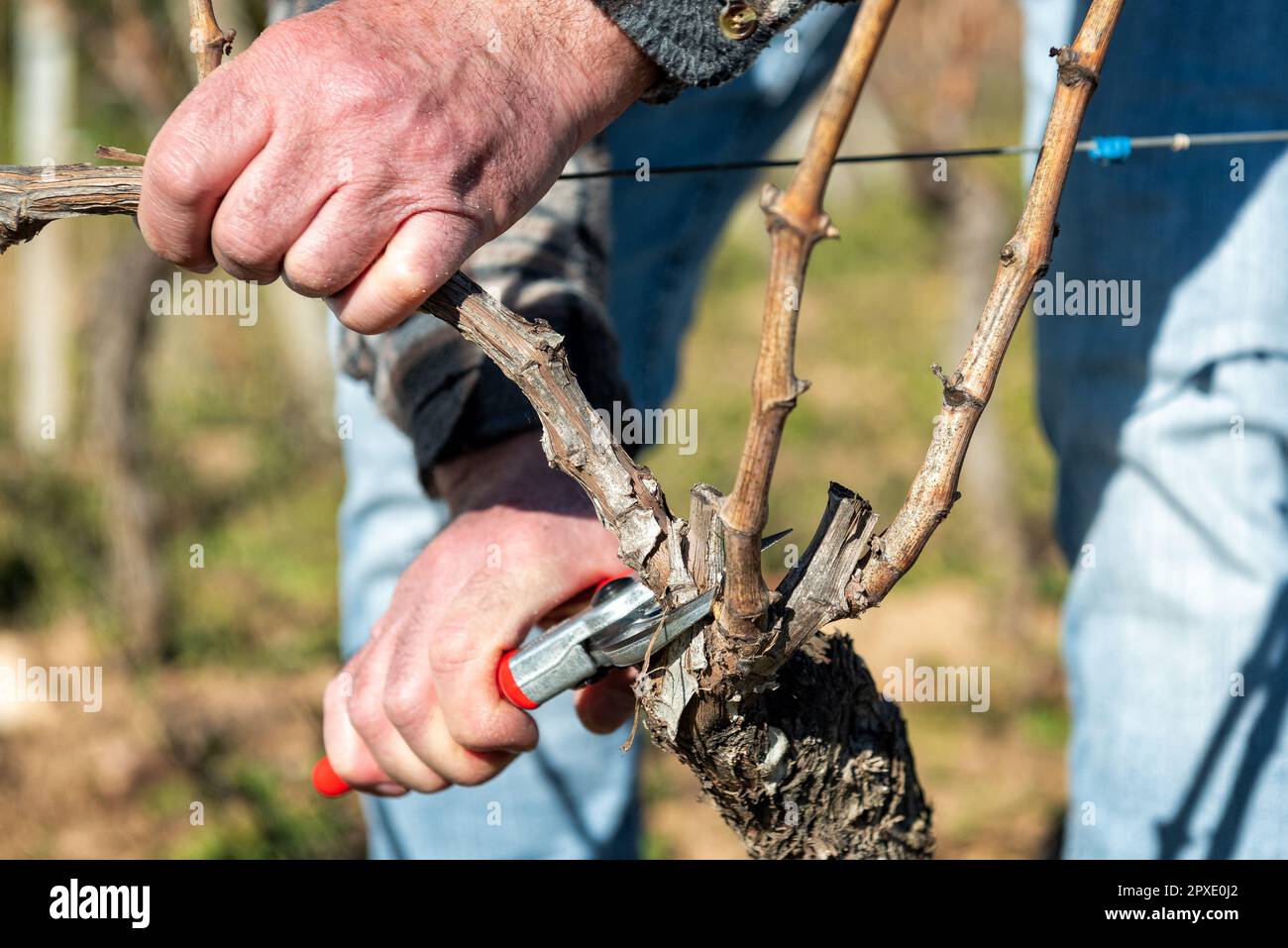 Verricello che pota il vigneto con forbici professionali in acciaio. Agricoltura tradizionale. Potatura invernale, metodo Guyot. Foto Stock