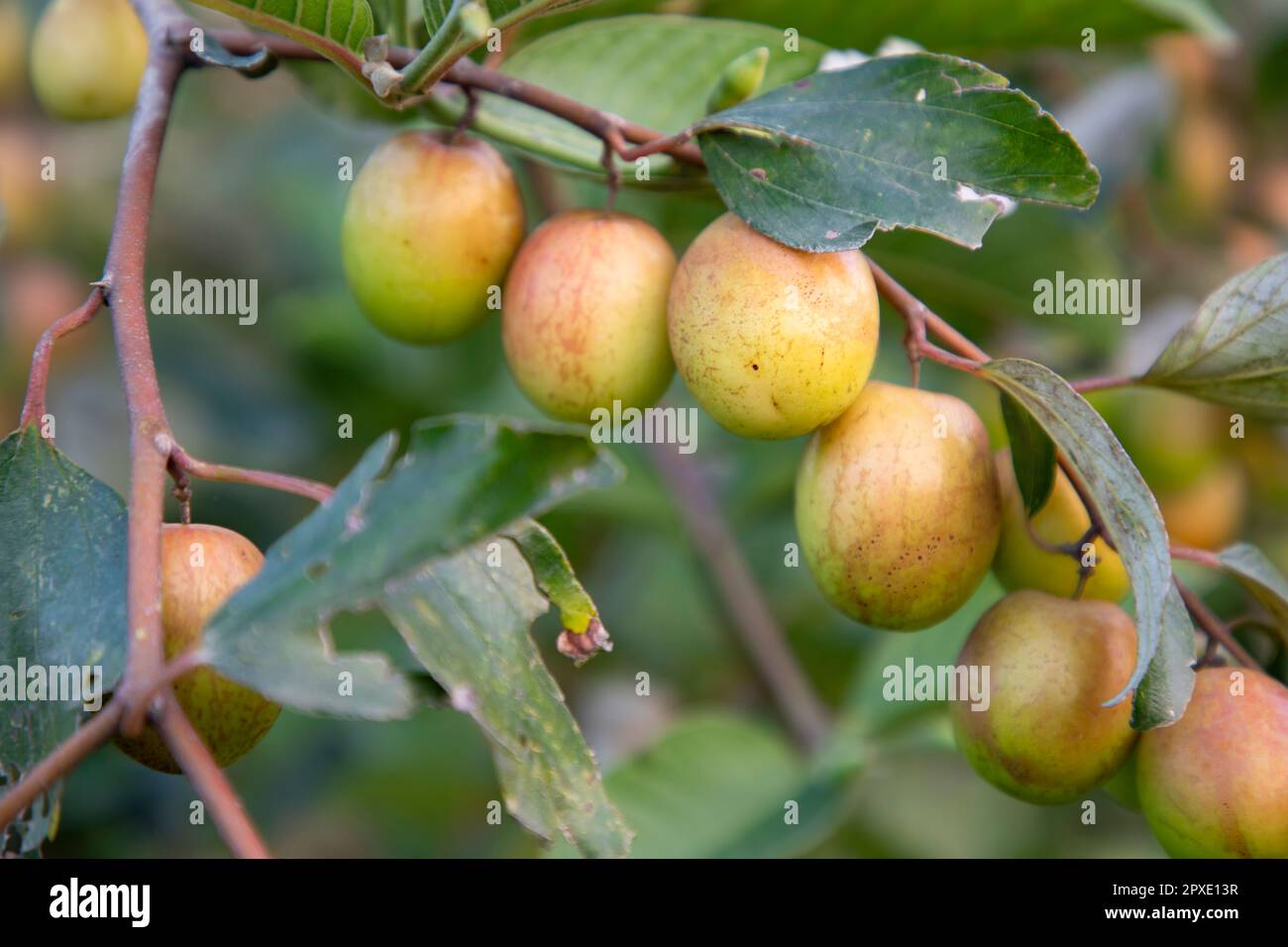 Frutti rossi di jujube o di mela kul boroi sui rami di un albero di mela nel giardino Foto Stock