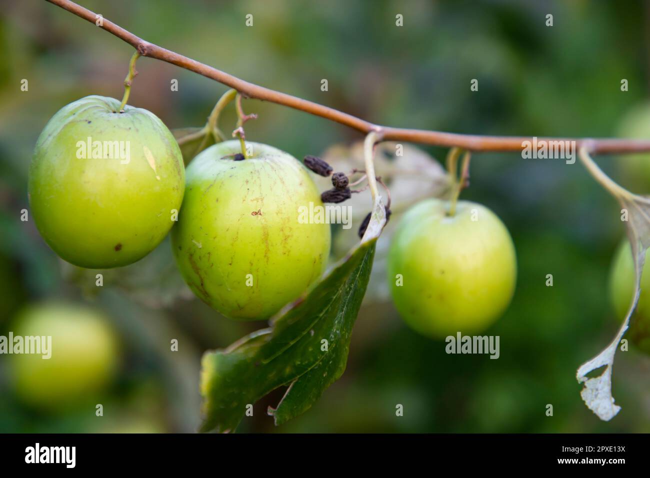 Frutti rossi di jujube o mela kul boroi sui rami di un albero nel giardino. Foto Stock