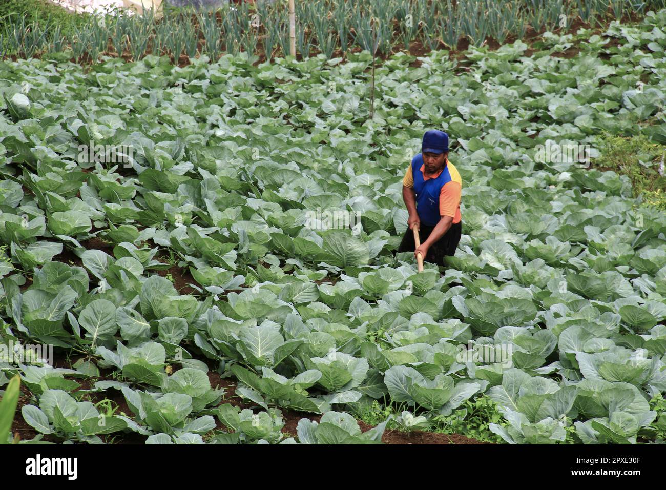 Piantagione orticola nel villaggio sulla collina Foto Stock