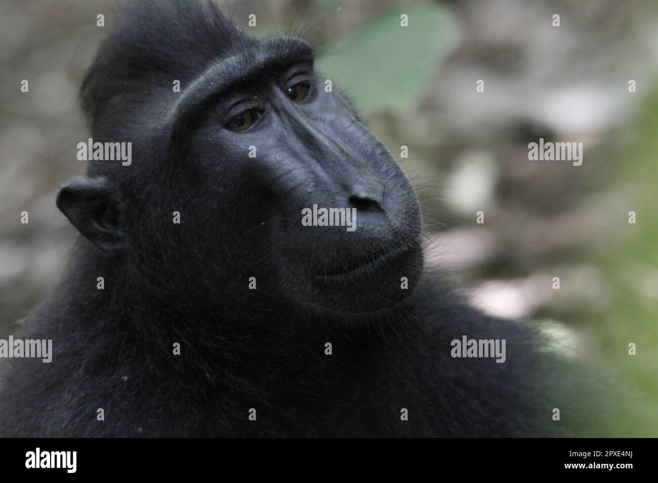 Yaki o Sulawesi Black Monkey (Macaca nigra) con un comportamento carino e adorabile in un'area protetta. Foto Stock