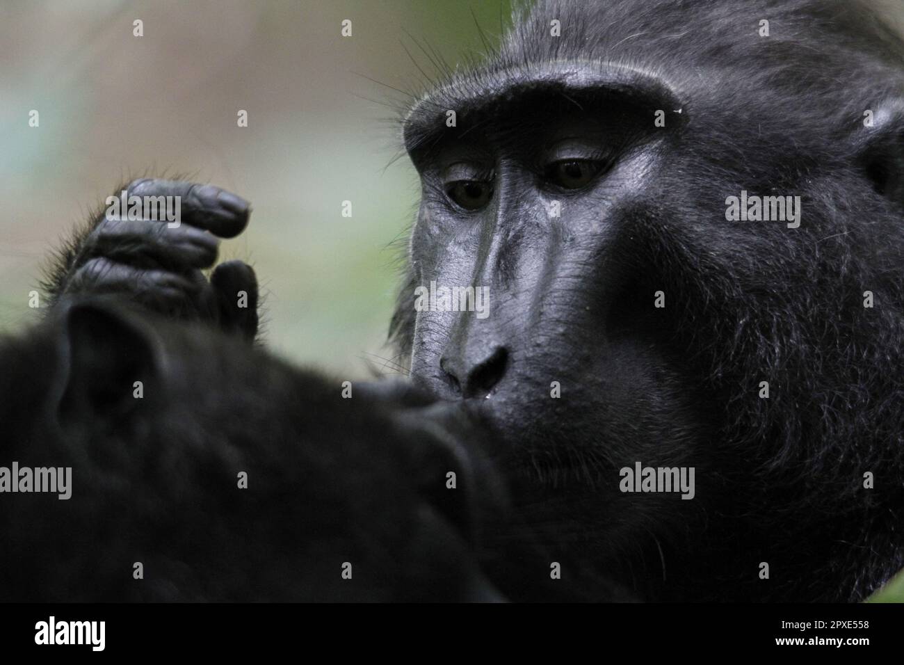 Yaki o Sulawesi Black Monkey (Macaca nigra) con un comportamento carino e adorabile in un'area protetta. Foto Stock