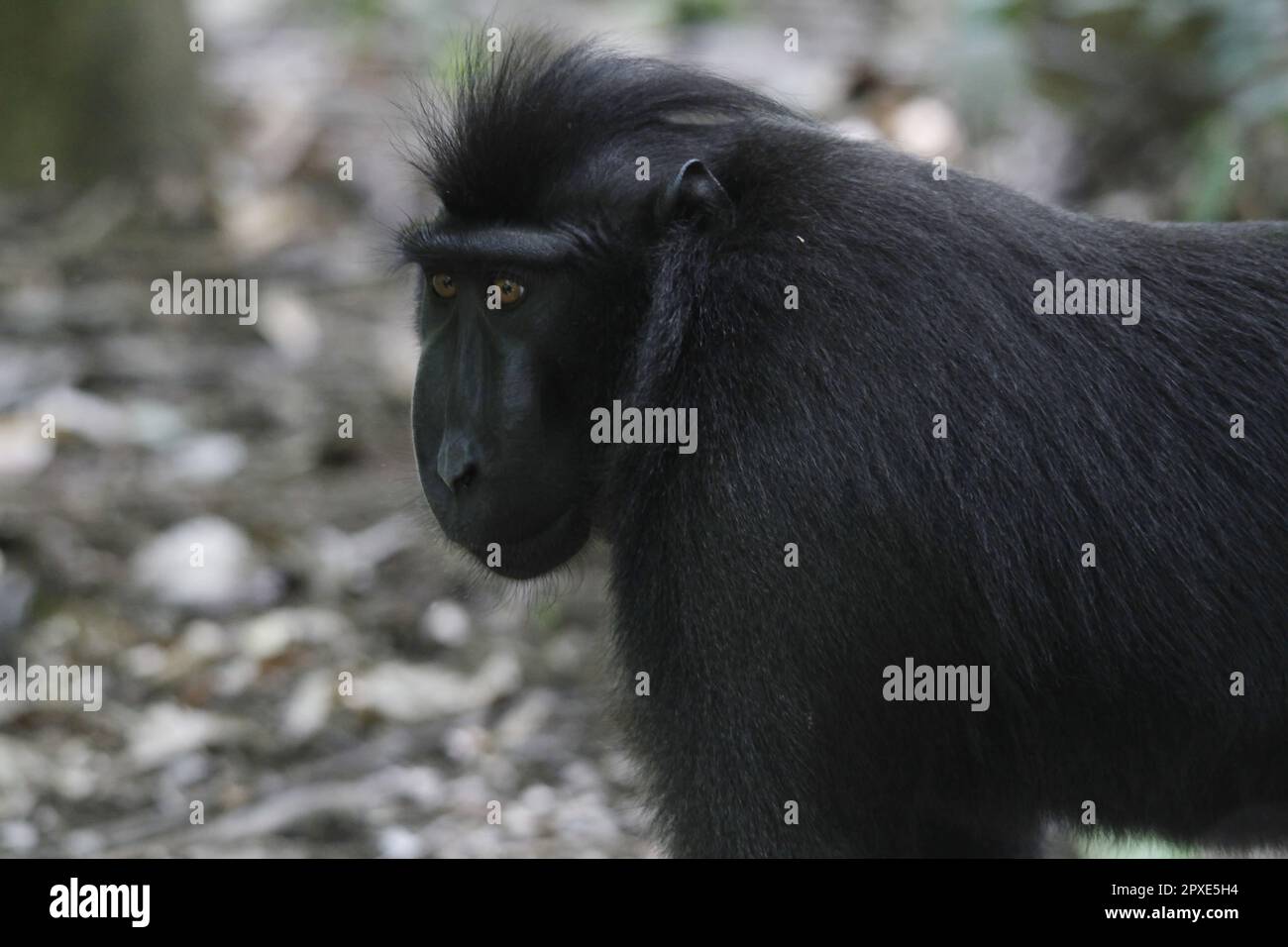 Yaki o Sulawesi Black Monkey (Macaca nigra) con un comportamento carino e adorabile in un'area protetta. Foto Stock