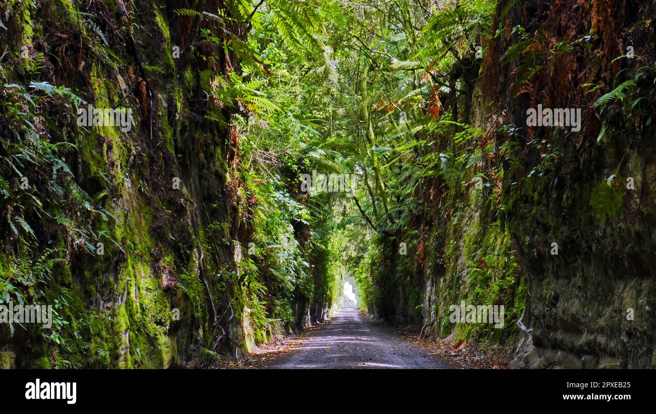 Kakahi lucente pareti di verme, Nuova Zelanda Foto Stock