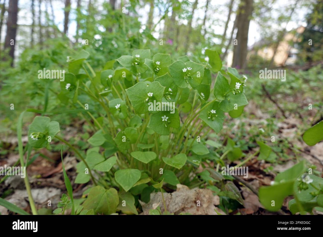 Gewöhnliches Tellerkraut - Claytonia perfoliata, Neophyt aus Nordamerika, Niedersachsen, Deutschland, Bad Bevensen Foto Stock