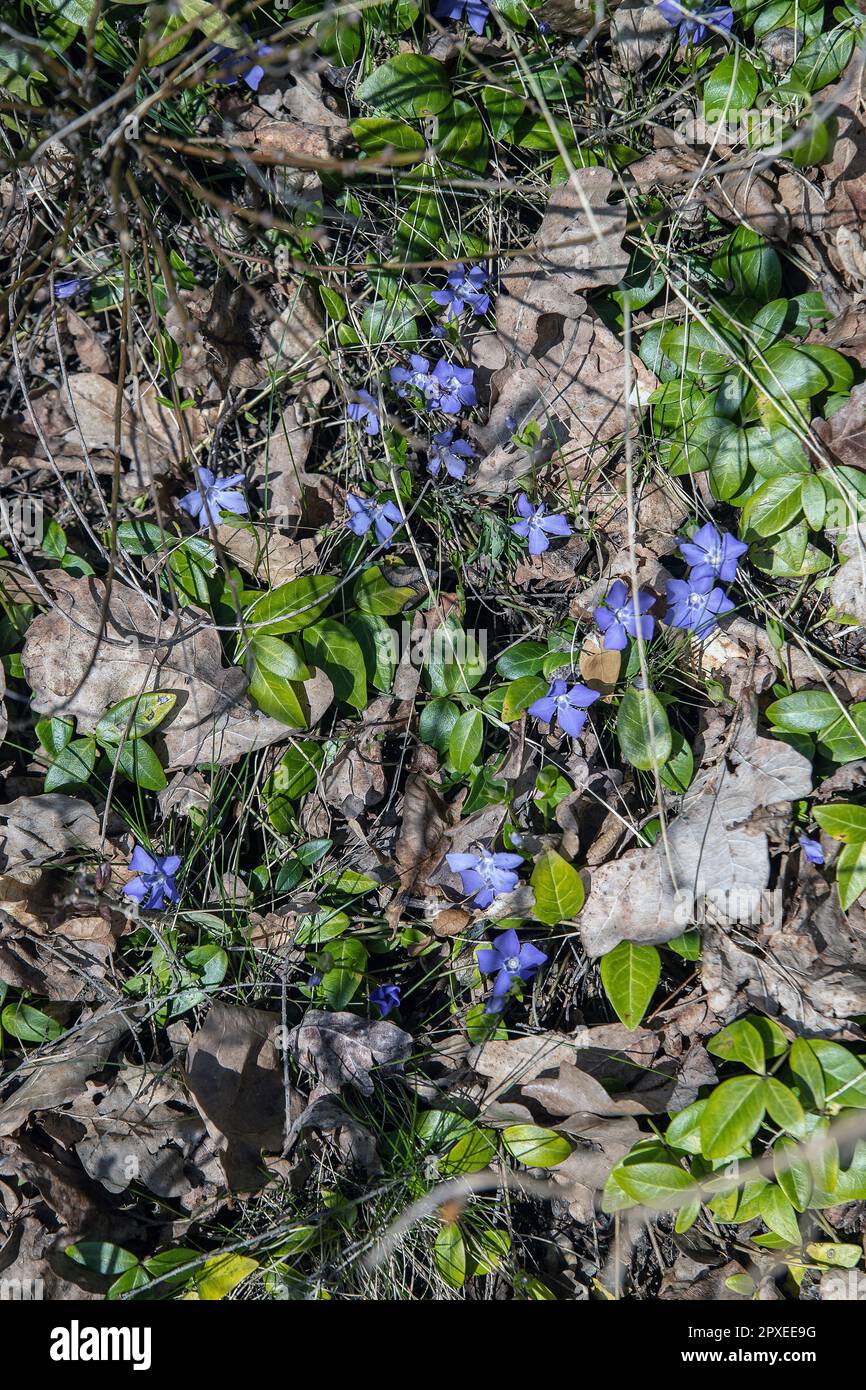 Hepatica comune selvaggia fioritura nella foresta Foto Stock