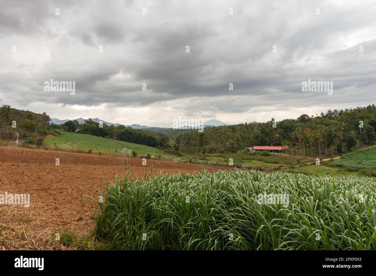 bella vista del terreno agricolo in un giorno coperto a wayanad in kerala, india. Foto Stock