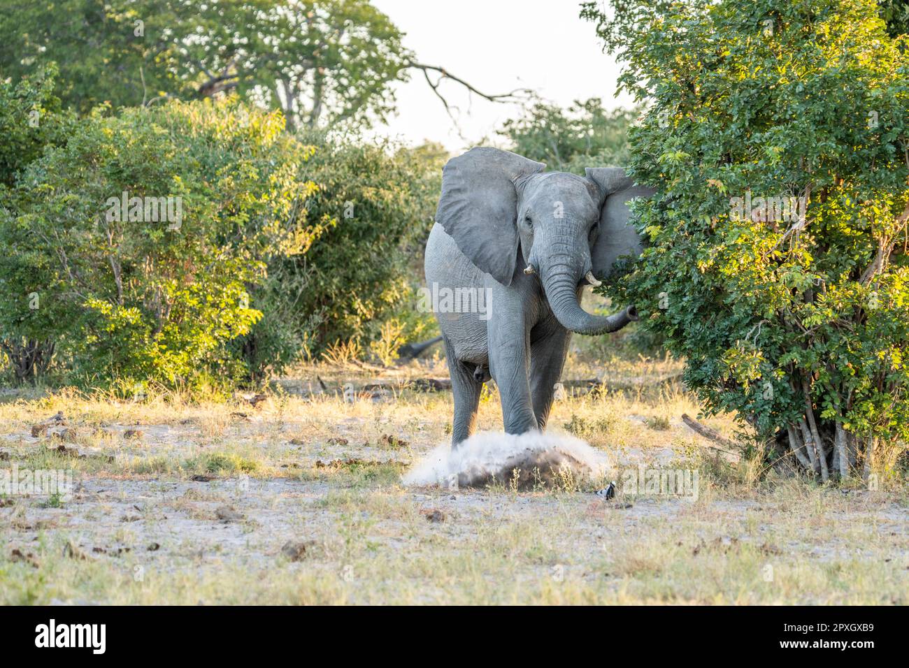 toro elefante, (Loxodonta Africana), caricando, arrabbiato spargendo le orecchie. Striscia di Caprivi, Namibia, Africa Foto Stock