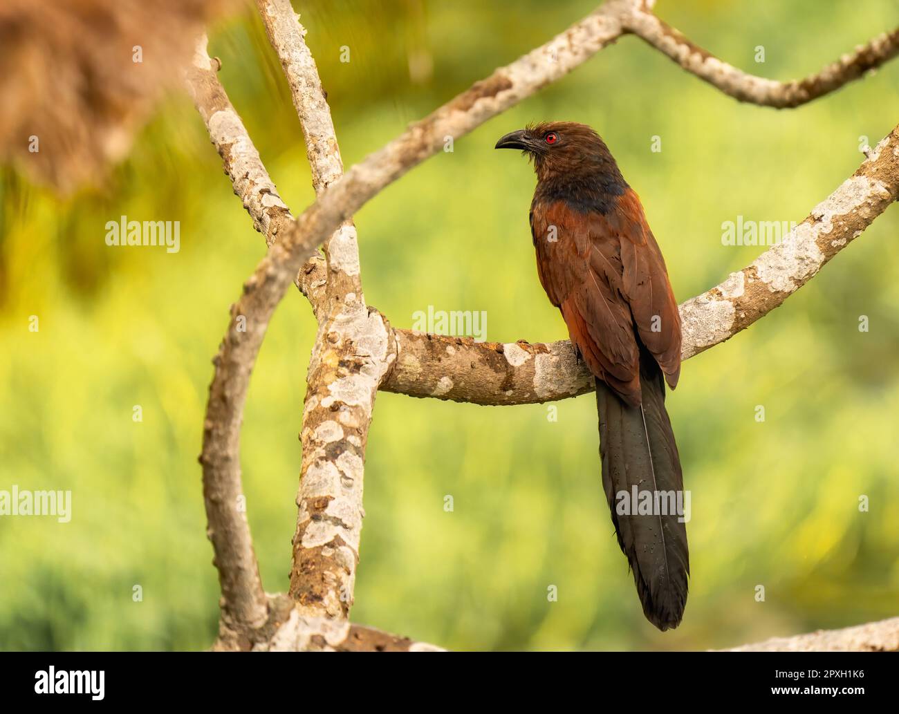 Un coucal malgascio arroccato in cima ad un ramo d'albero, prendendo l'ambiente circostante Foto Stock