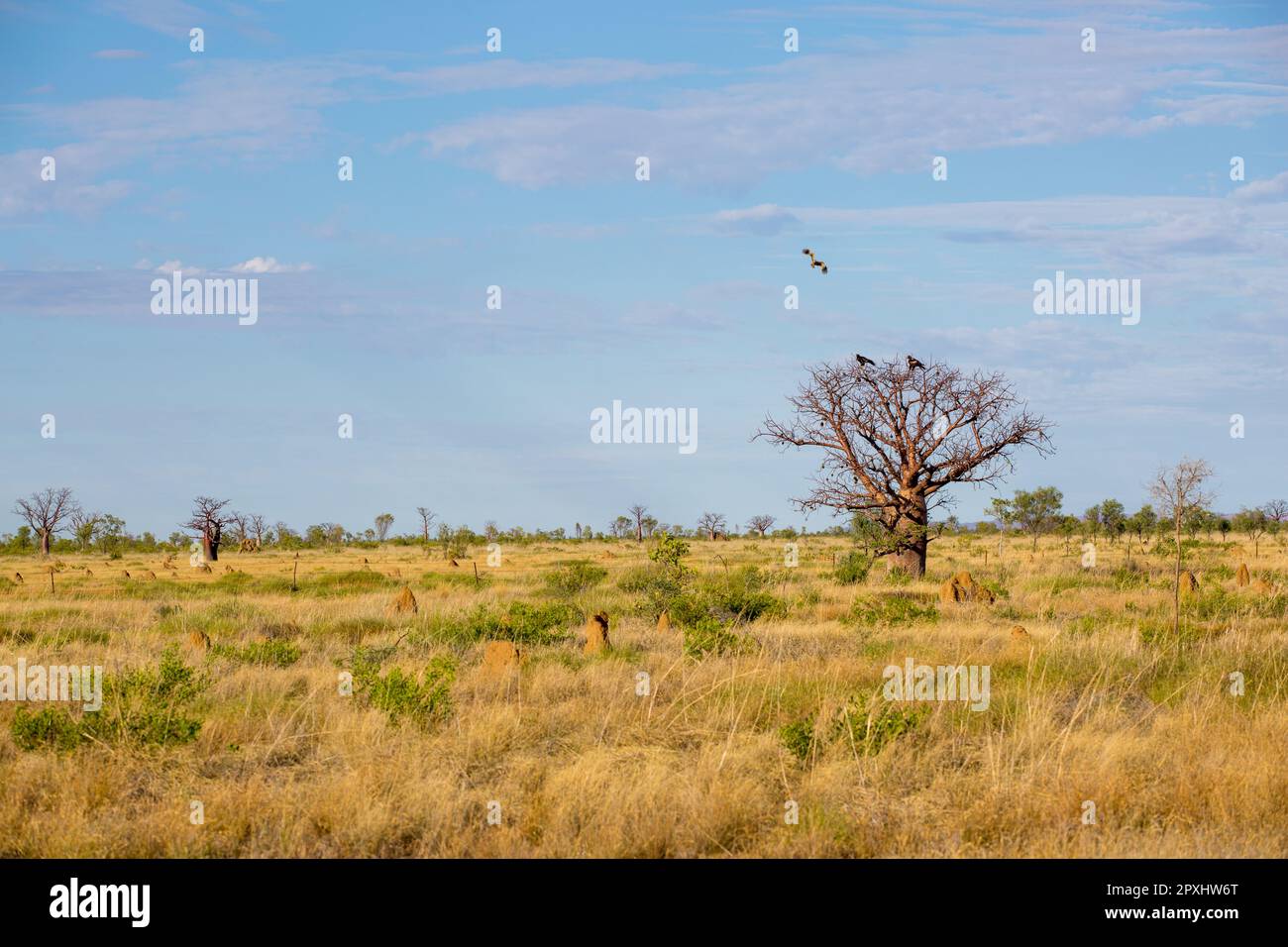 Baobab Tree, Kimberley, Australia Occidentale Foto Stock