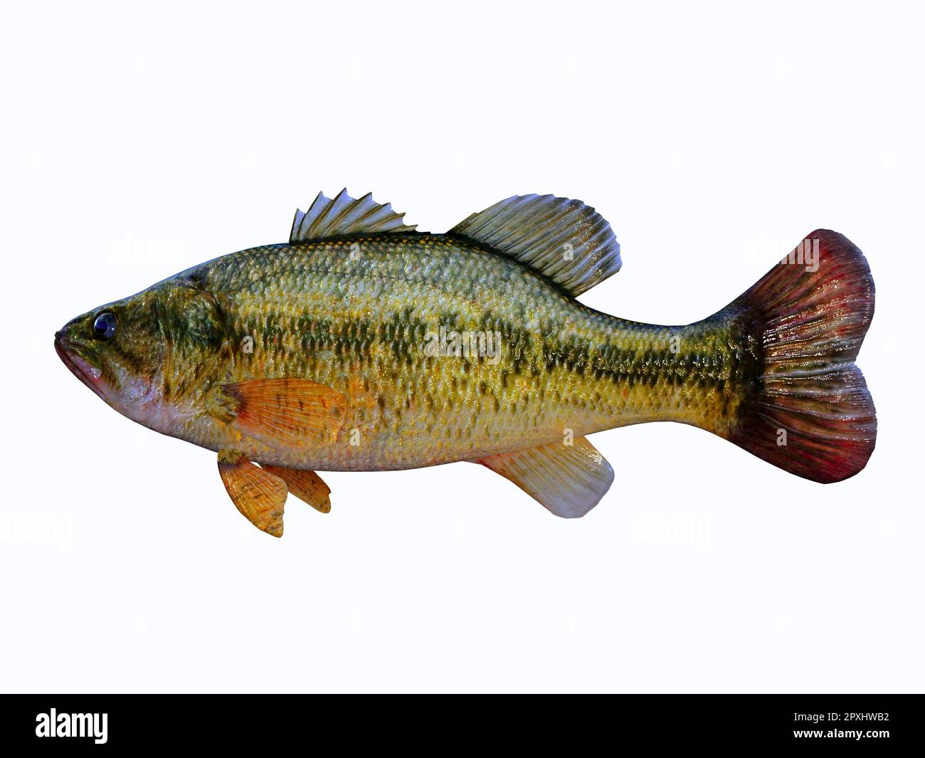 Il Largemouth Bass è un famoso pesce d'acqua dolce per i pescatori che si trova in fiumi, torrenti e laghi. Foto Stock