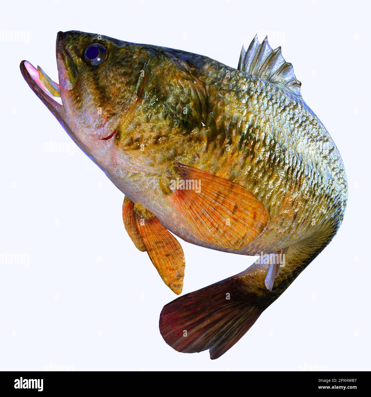Il Largemouth Bass è un famoso pesce d'acqua dolce per i pescatori che si trova in fiumi, torrenti e laghi. Foto Stock