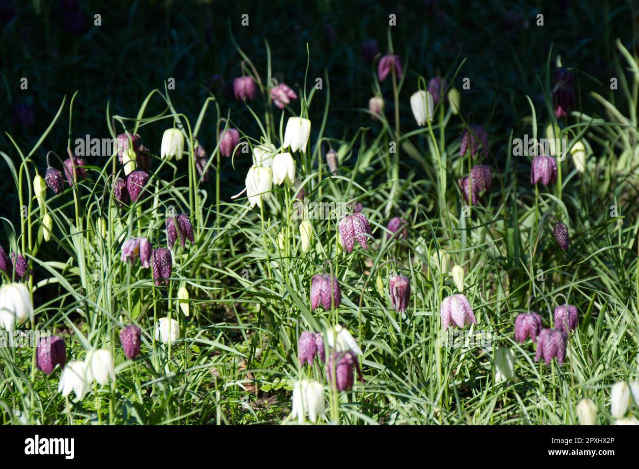 Fiori primaverili bianchi e viola di testa di serpente fritillary, Fritillaria meleagris, nel giardino britannico aprile Foto Stock