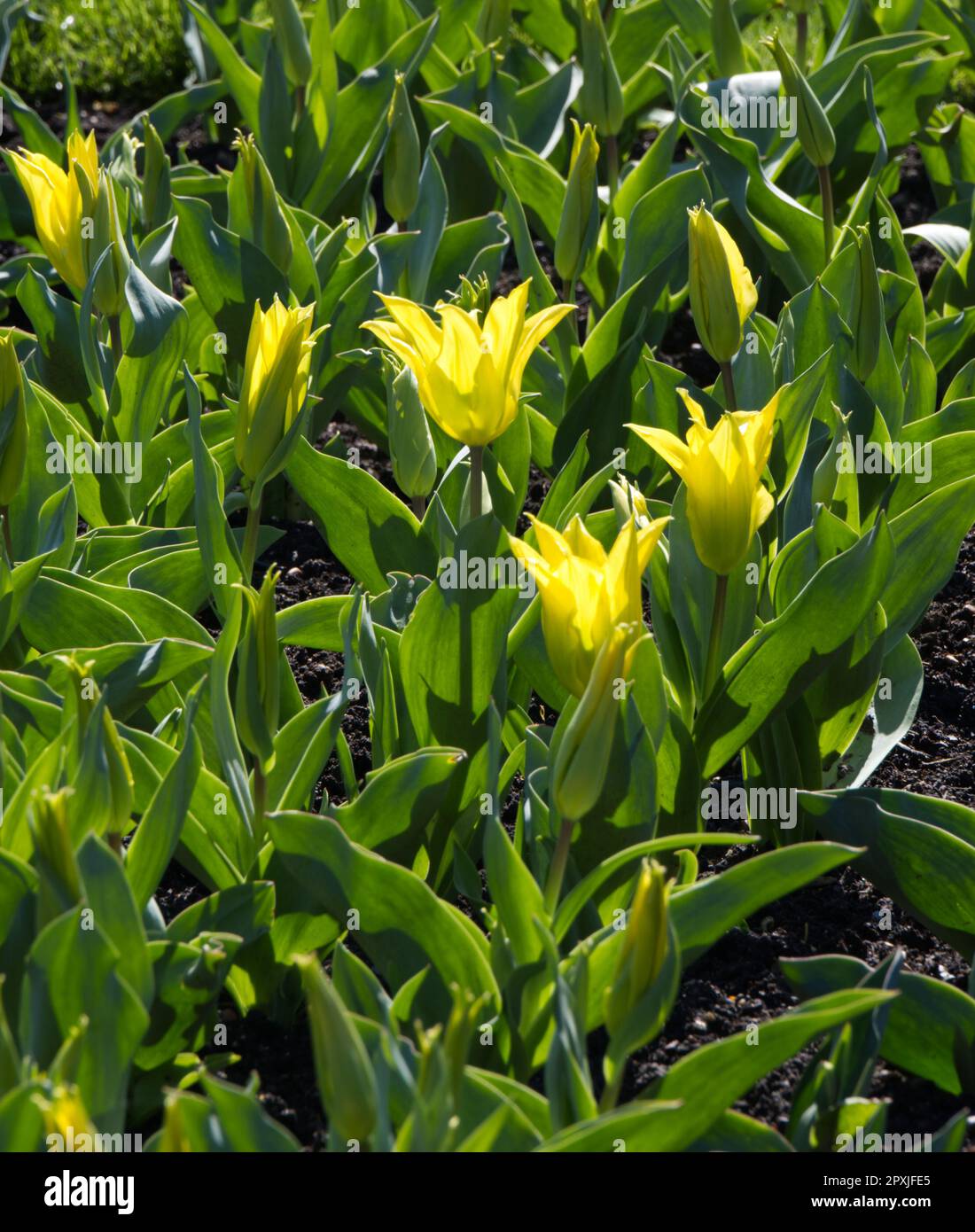 Fiori di primavera brillanti di tulipano Triumph, tulipa Corona gialla nel giardino del Regno Unito aprile Foto Stock