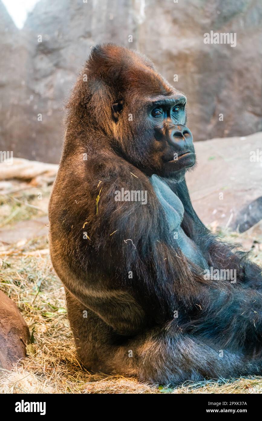Un gorilla si siede vicino ad un muro al Woodland Park Zoo a Seattle, Washington. Foto Stock